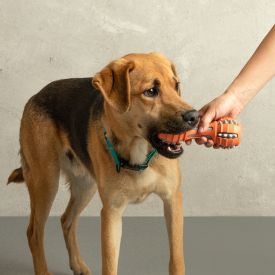 Juguetes para perros