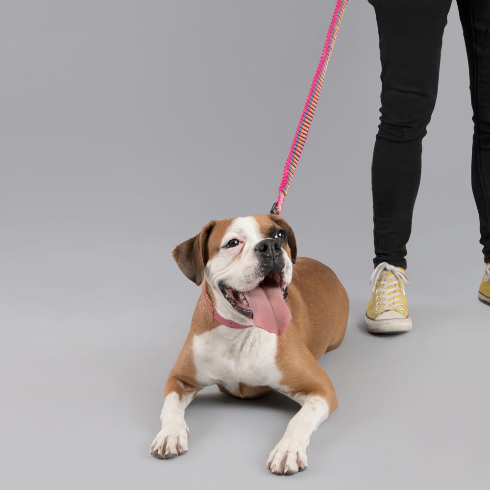 Correa Cinta Antishock para mascota L/XL