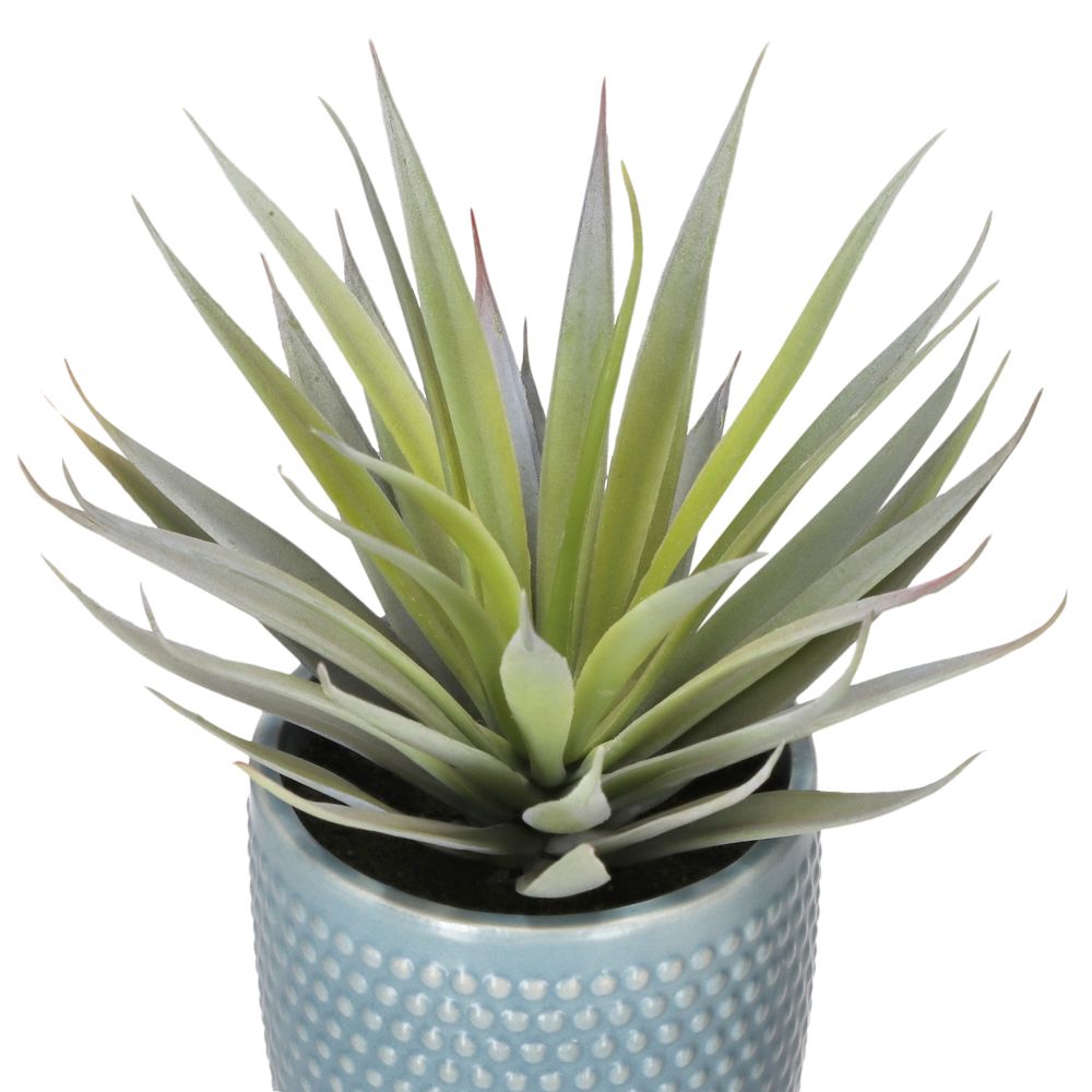 Cactus con maceta 12x16 cm