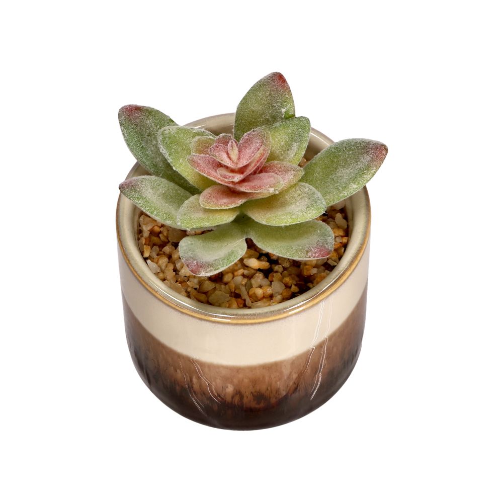 Cactus con maceta 7x9.5 cm