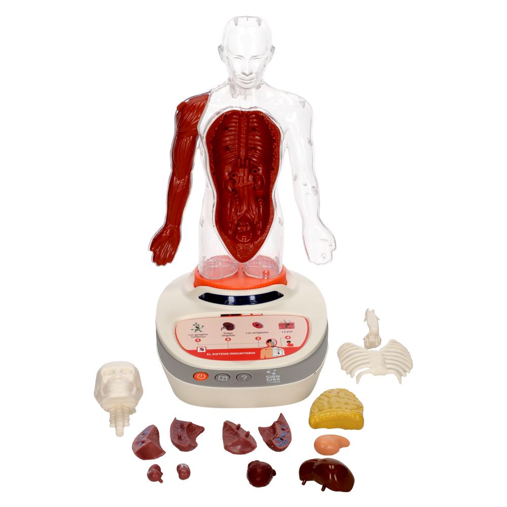 Juguete “Cuerpo Humano Interactivo”