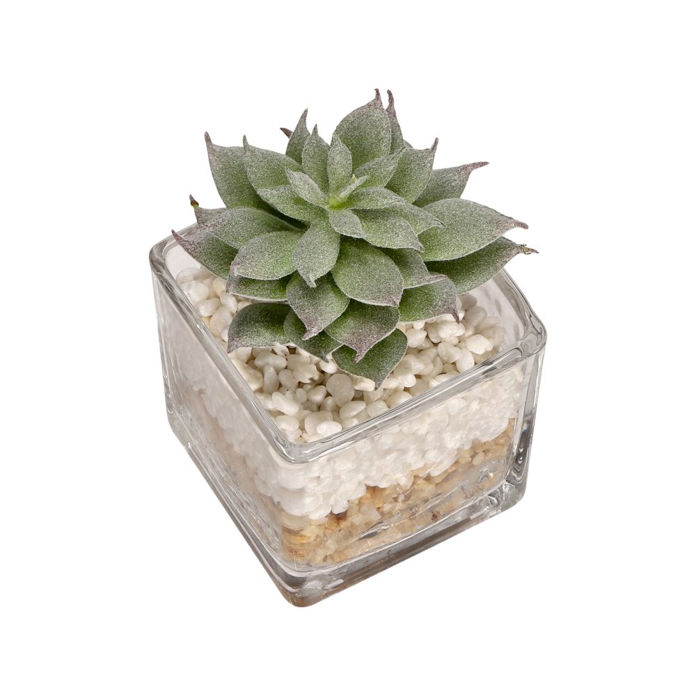 Maceta de vidrio con cactus