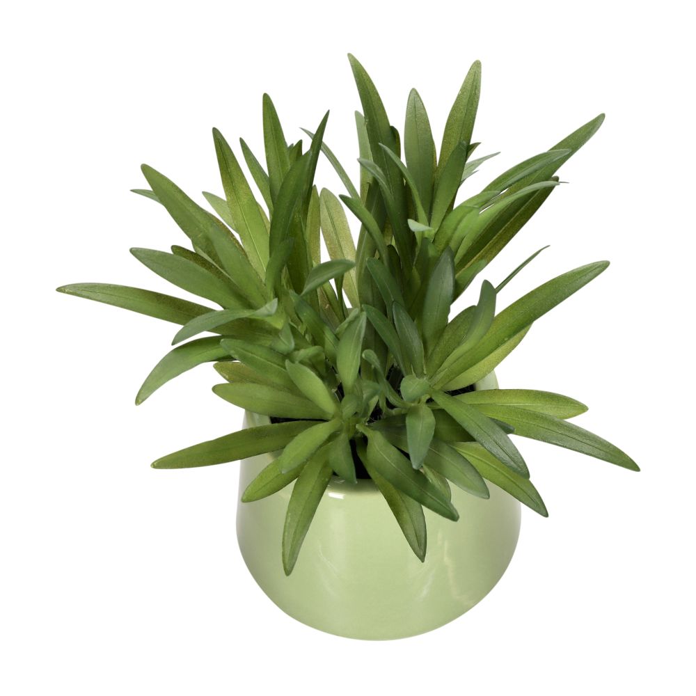 Planta con maceta 8x17 cm