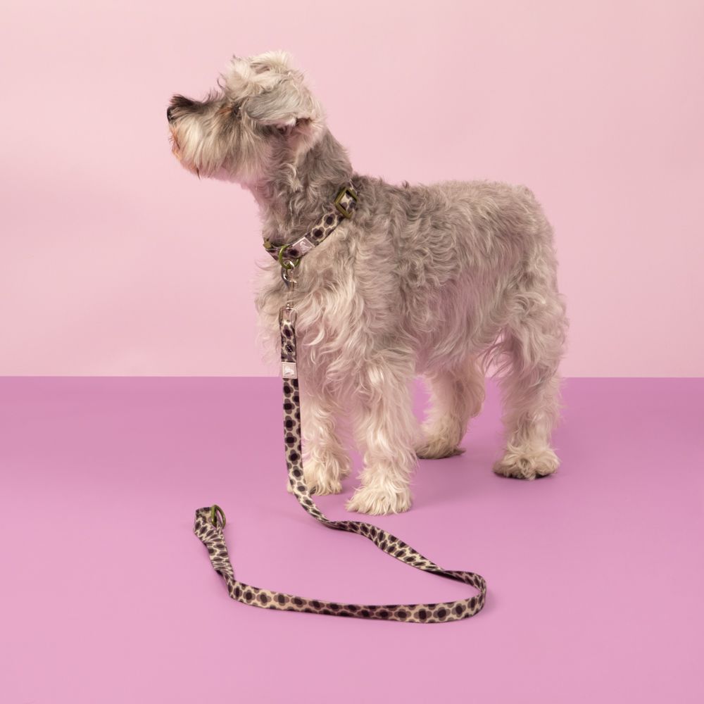 Correa cinta para mascota S/M