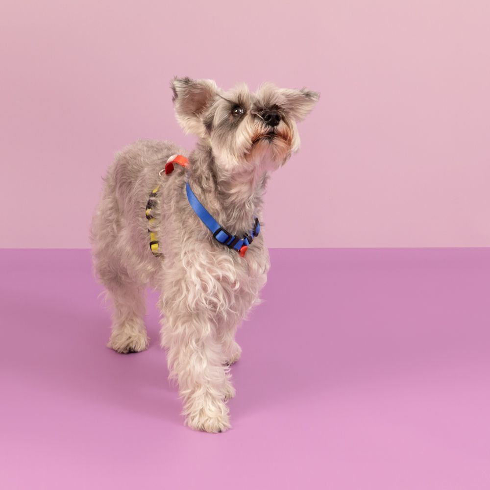 Arnés para mascotas S