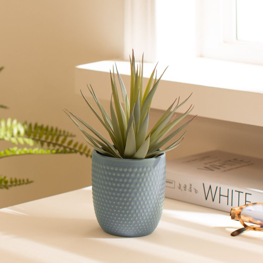 Cactus con maceta 12x16 cm