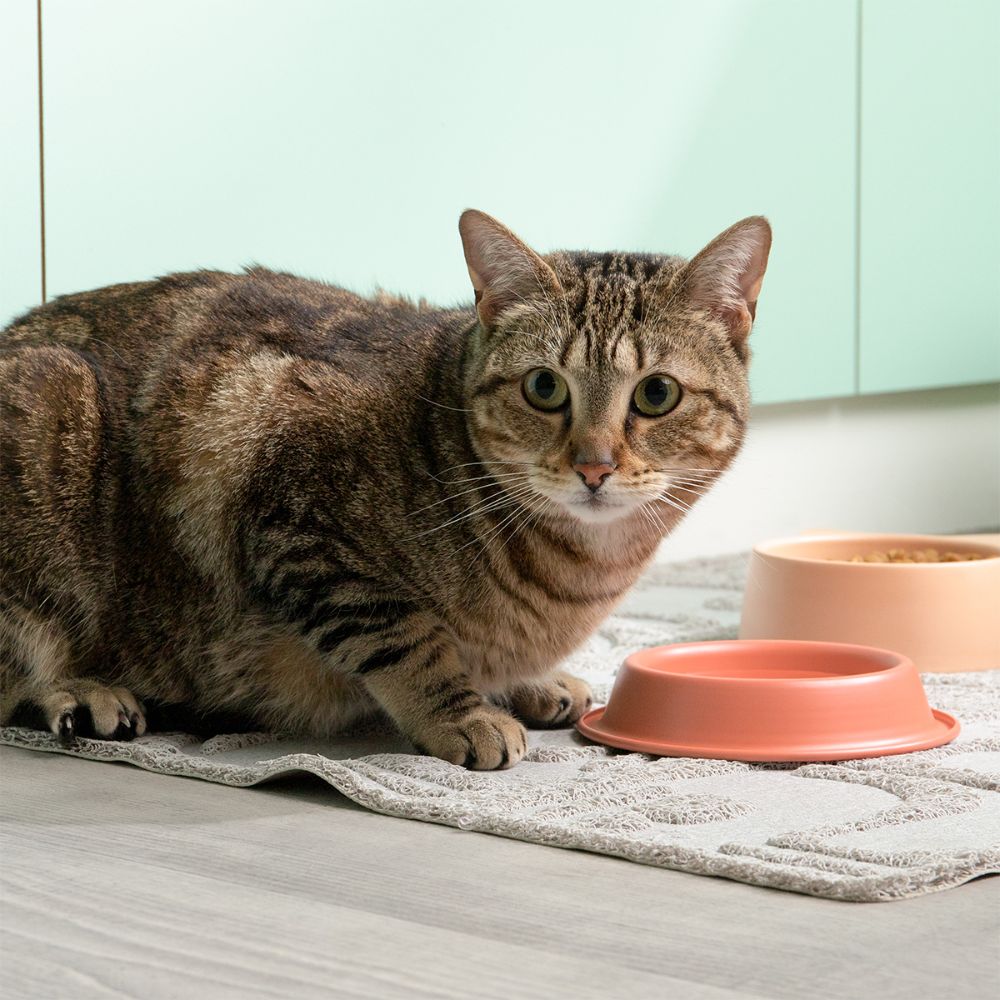 Plato Comida Acero para gato 170 ml