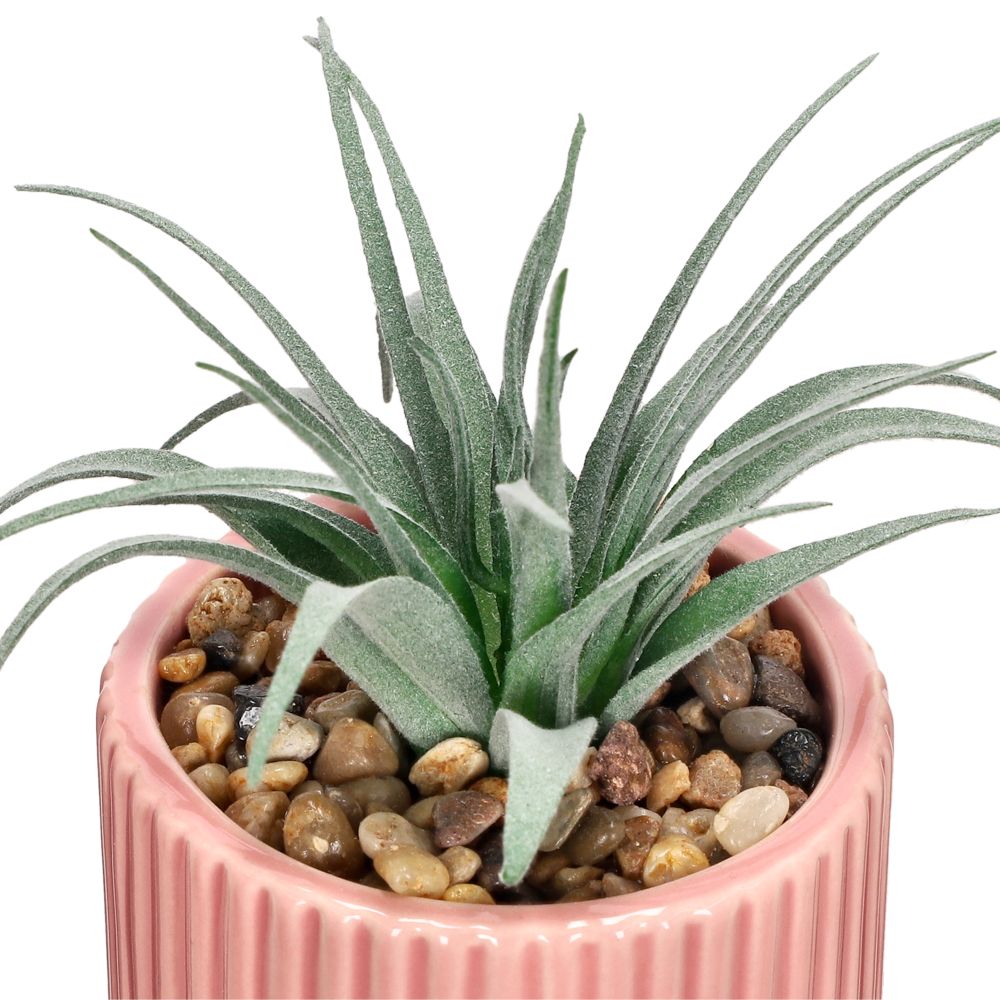 Maceta con cactus pequeño 13.5x8 cm