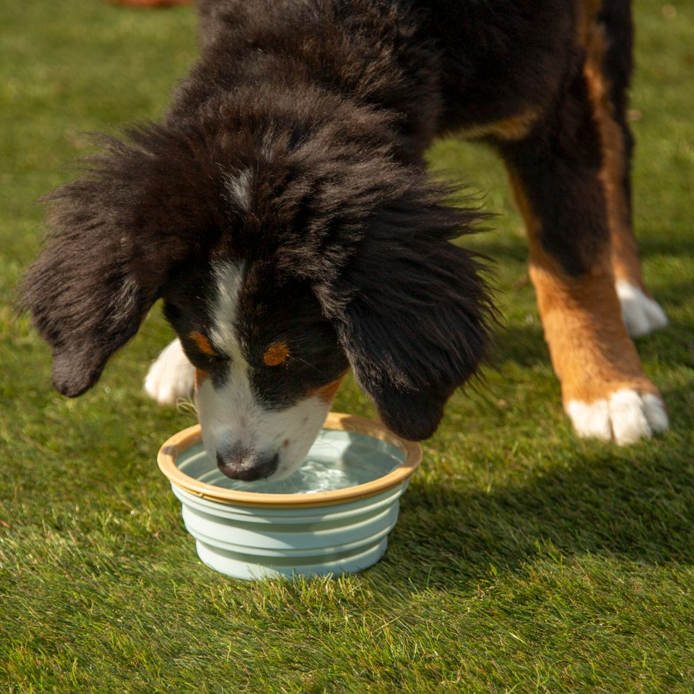 Bowl de pícnic para mascotas