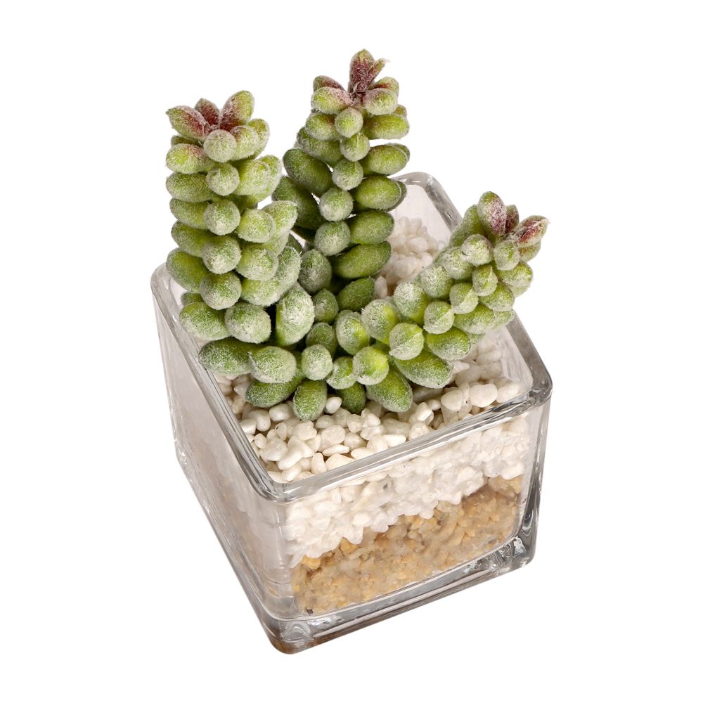 Maceta de vidrio con cactus