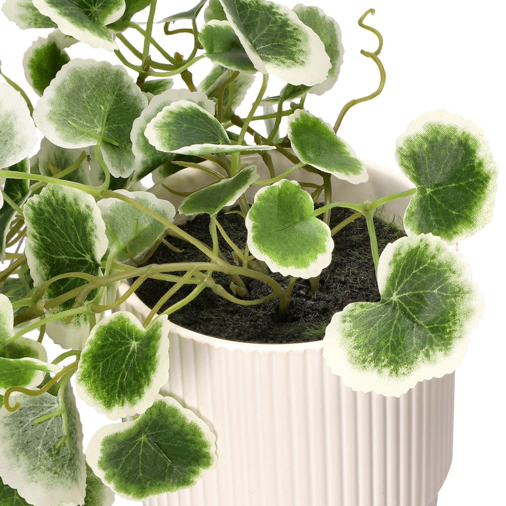 Planta colgante con maceta 18x30 cm