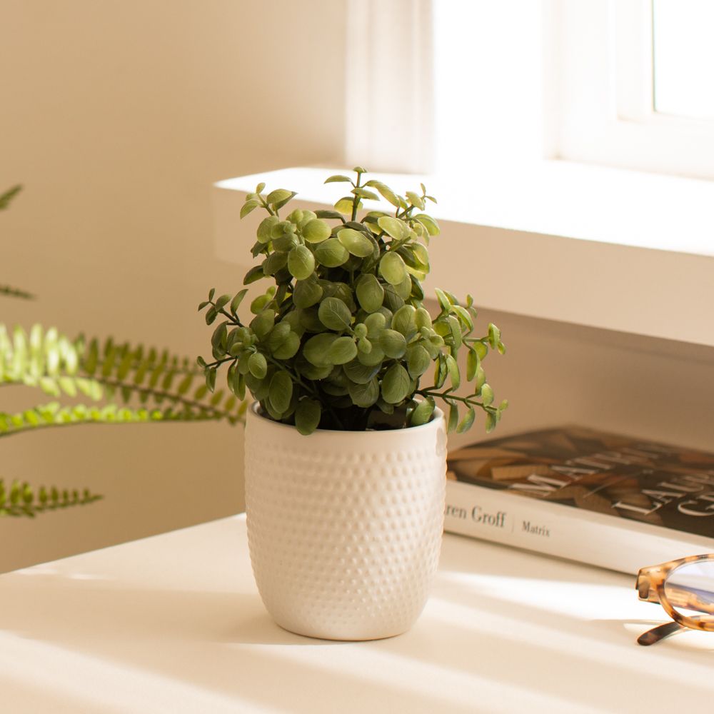 Cactus con maceta 12x16 cm