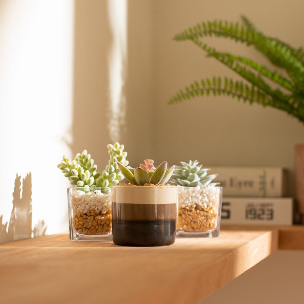 Maceta de vidrio con cactus