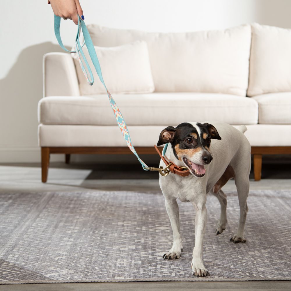 Collar Cinta Ajustable para Mascotas S