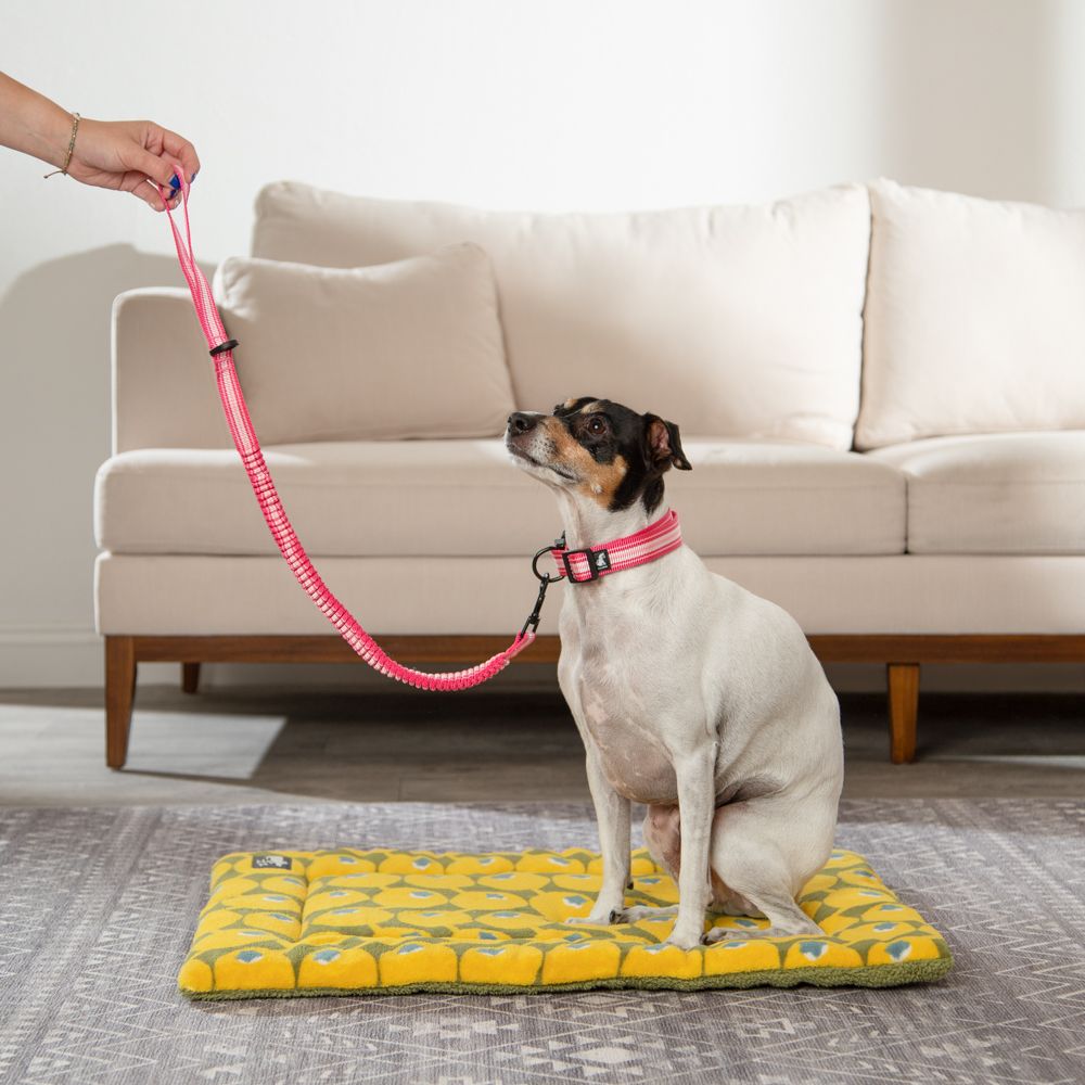 Correa Cinta Antishock para mascota S/M