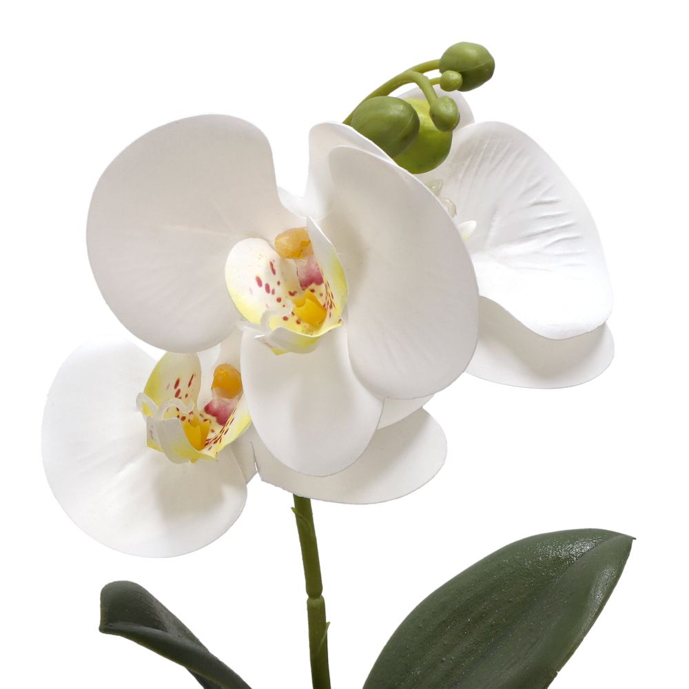 Maceta con orquídea pequeña