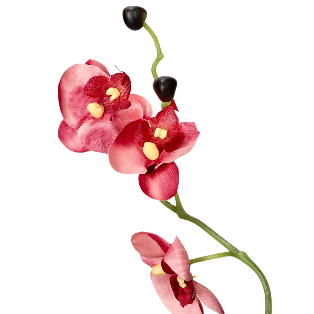 Maceta con orquídea pequeña