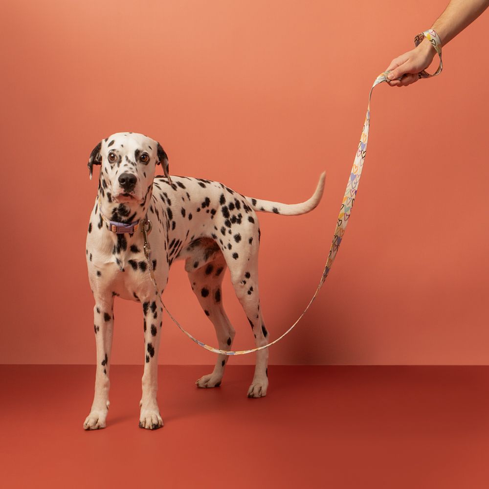 Correa cinta para mascota L/XL