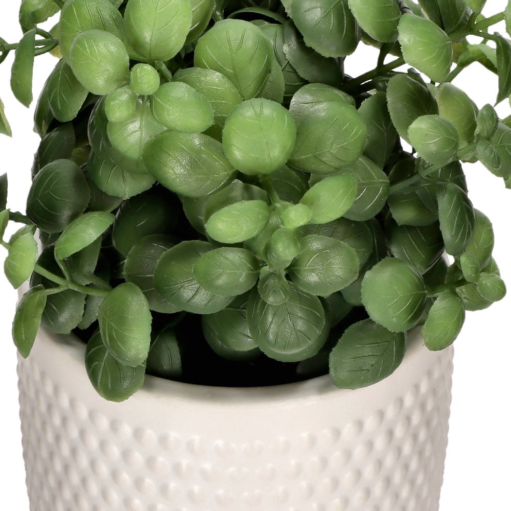 Cactus con maceta 12x16 cm