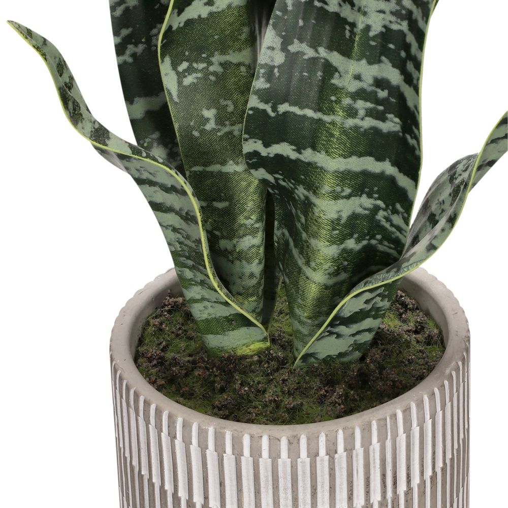 Suculenta alta con maceta 25x43 cm