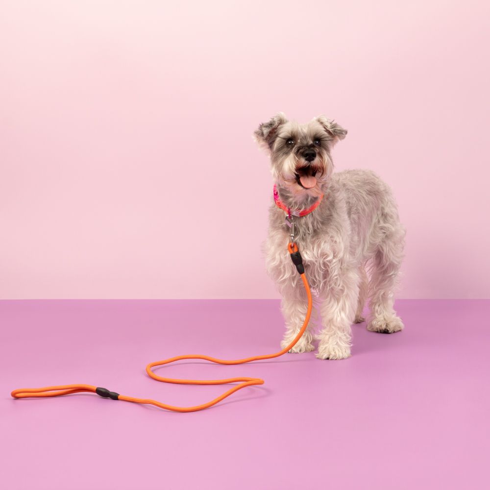 Correa de cuerda para mascota S/M