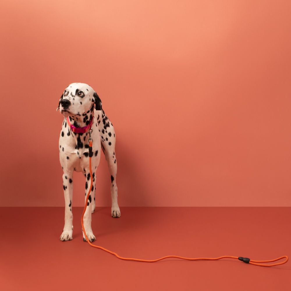 Correa de cuerda para mascota L/XL