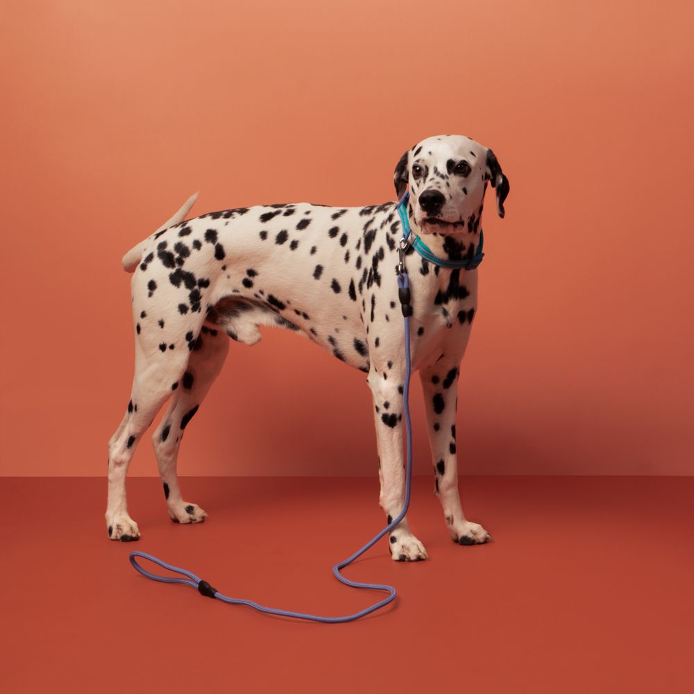 Collar tejido para mascotas L