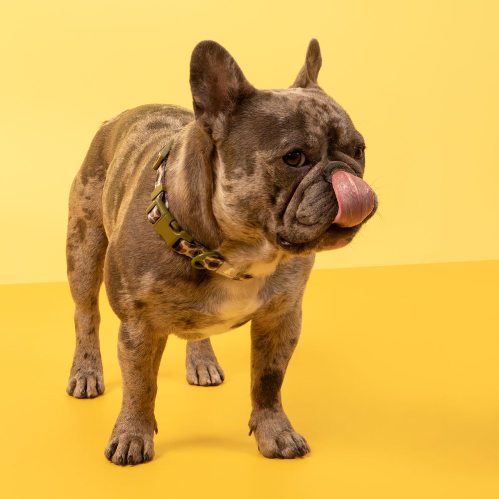 Collar con cinta ajustable para mascota M