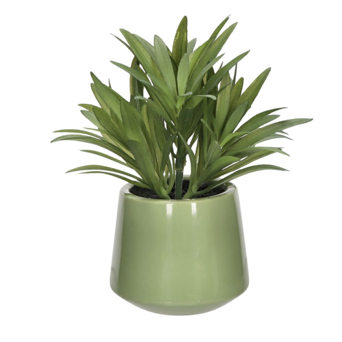 Planta con maceta 8x17 cm