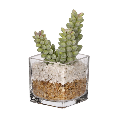 Maceta de vidrio con cactus