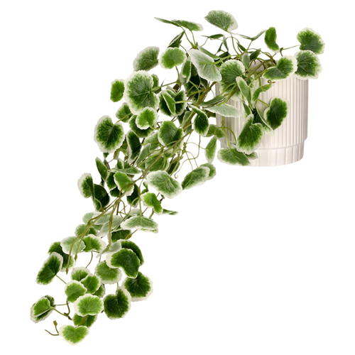 Planta colgante con maceta 18x30 cm