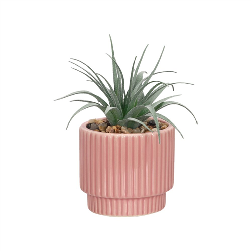 Maceta con cactus pequeño 13.5x8 cm