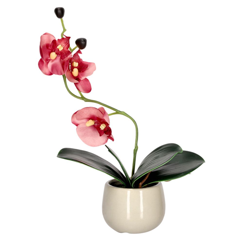 Maceta con orquídea pequeña