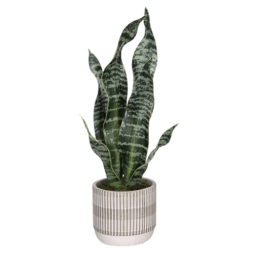 Suculenta alta con maceta 25x43 cm