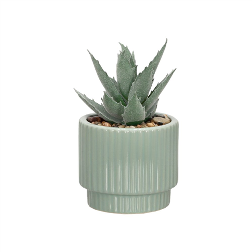Maceta con cactus pequeño 13.5x8 cm