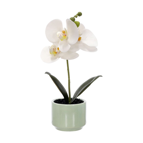 Maceta con orquídea pequeña