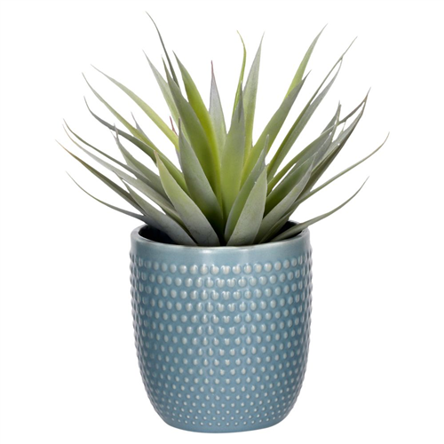 Cactus con maceta 12x16 cm