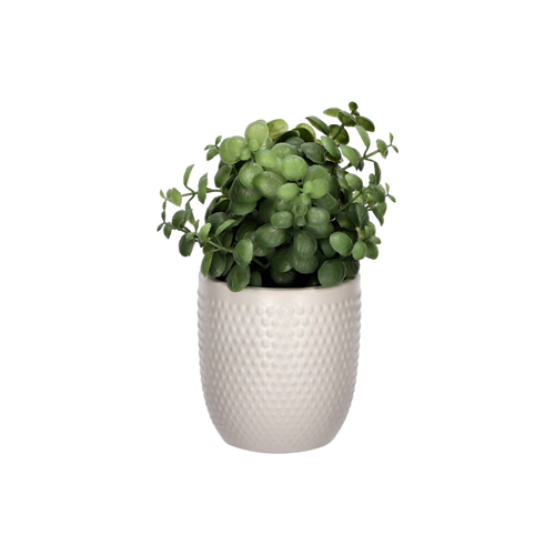 Cactus con maceta 12x16 cm