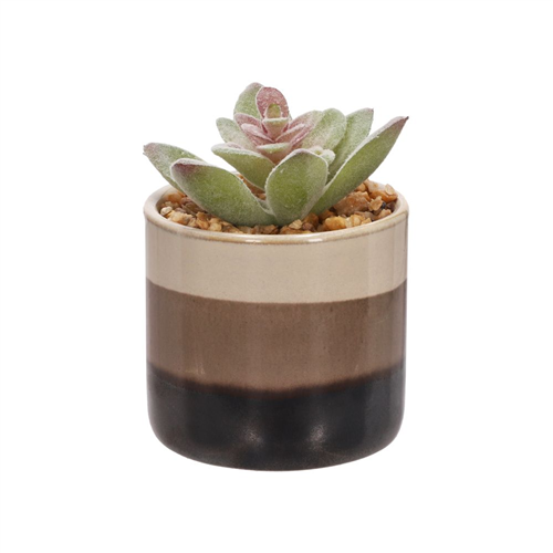 Cactus con maceta 7x9.5 cm